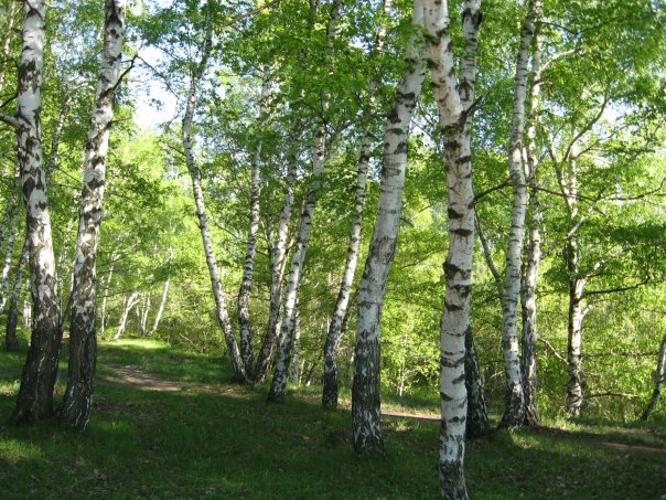 Роща какая. Берёзовая роща Калуга. Стоянка Березовая роща. Природа Пензенского края Березовая роща. Природа Пензенского края Весна.